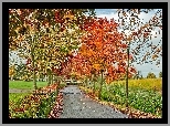 Droga, Kolorowe, Drzewa, Liście, Jesień