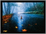 Droga, Las, Mgła, Liście, Jesień