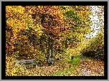 Park, Droga, Ławki, Kolorowe, Liście, Pies, Jesień