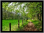 Polna, Droga, Łąka, Trawa, Drzewa, Gałęzie, Ogrodzenie