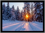 Zima, Las, Promienie słońca, Ośnieżone, Drzewa, Zaśnieżona, Droga