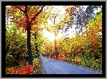 Droga, Kolorowe, Drzewa, Krzewy, Światło, Jesień