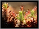 Drosera, Rosiczka