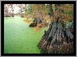 Bagno, Drzewa, Konary