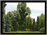 Drzewa, Ogród, Botaniczny, Poznań