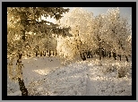 Drzewa, Śnieg, Ścieżka, Zima