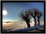 Śnieg, Droga, Drzewa, Słońce