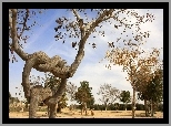 Drzewa, Izrael