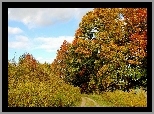 Jesień, Drzewa, Droga