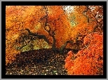 Drzewa, Jesienią