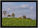 Wzgórze, Kościół, Kaplica, Drzewa, Łąka, Kwiaty, Wiosna