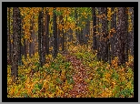 Jesień, Las, Kolorowe, Drzewa, Opadłe, Liście, Ścieżka