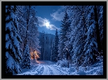 Zima, Droga, Ośnieżone, Drzewa, Światło, Księżyc