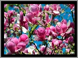 Kwiaty, Drzewa, Magnolii