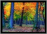 Las, Drzewa, Jesień