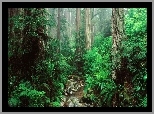 Las, Drzewa, Paprocie
