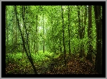 Las, Drzewa, Strumyczek