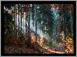 Las, Drzewa, Krzewy, Jesień, Ścieżka, Przebijające światło