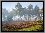 Anglia, Hrabstwo Derbyshire, Obszar wyżynny Stanton Moor, Park Narodowy Peak District, Drzewa, Brzozy, Wrzosowisko, Mgła, Świt