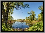 Mokradła, Drzewa, Rośliny
