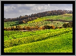 Wzgórza, Pola, Uprawne, Drzewa, Las, Niebo