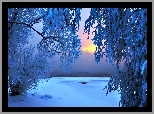 Drzewa, Śnieg