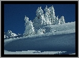 Drzewa, Śnieg