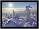 Drzewa, Góry, Śnieg, Słońce