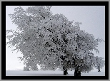 Ośnieżone, Drzewa, Śnieg