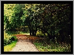 Park, Drzewa, Droga