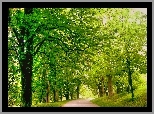 Park, Drzewa, Droga