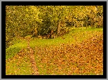 Jesień, Drzewa, Opadłe, Liście, Ogrodzenie, Ławki, Stół, Park