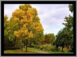 Park, Drzewa, Jesień