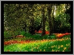 Park, Drzewa, Tulipany