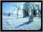 Pola, Drzewa, Zima