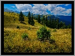 Góry, Drzewa, Polana, Trawa, Chmury