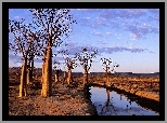 Rzeka, Drzewa, Baobab