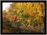 Rzeka, Drzewa, Jesień