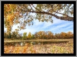 Rzeka, Drzewa, Jesień