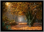 Park, Drzewa, Ścieżka, Liście, Jesień