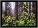 Stany Zjednoczone, Kalifornia, Park Narodowy Redwood, Drzewa, Sekwoje, Różanecznik, Krzewy, Mgła