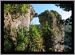 Drzewa, Skała