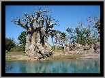 Drzewa, Baobab, Rzeka, Skałki, Niebo