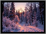 Zima, Zachód słońca, Las, Zaśnieżona, Droga, Ośnieżone, Drzewa