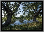 Staw, Drzewa, Trawa