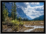 Góry Skaliste, Drzewa, Świerki, Strumyk, Park Narodowy Yoho, Kolumbia Brytyjska, Kanada