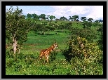 Żyrafa, Drzewa, Trawa