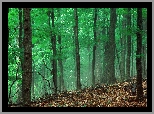 Zielone, Drzewa, Las