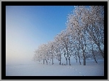 Zima, Drzewa, Ławka