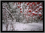 Drzewa, Jarzębina, Zima, Śnieg